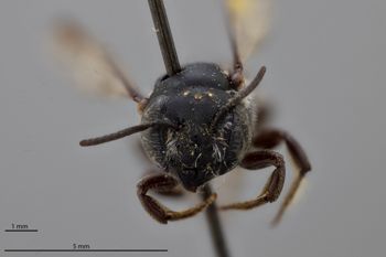 Media type: image;   Entomology 790890 Aspect: head frontal view